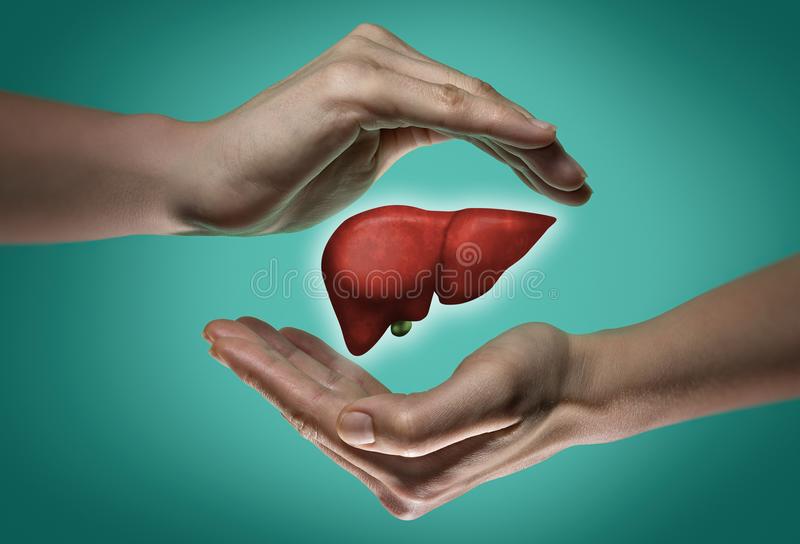 Exploring the Intricacies of Your Liver