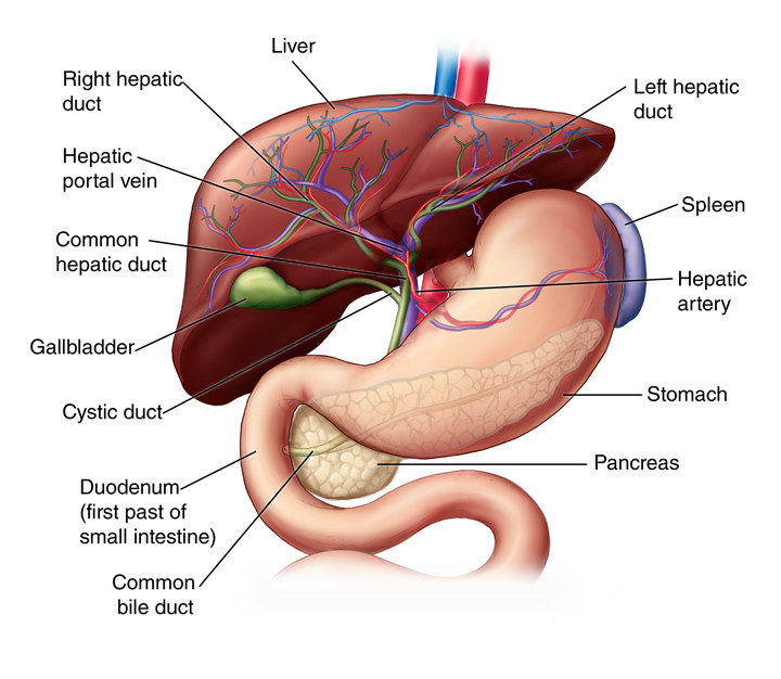 Exploring the Intricacies of Your Liver