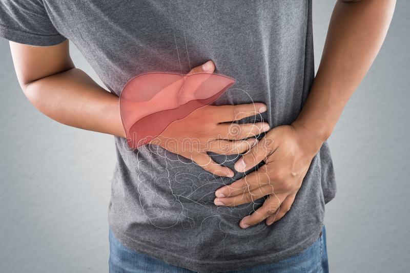 Exploring the Intricacies of Your Liver